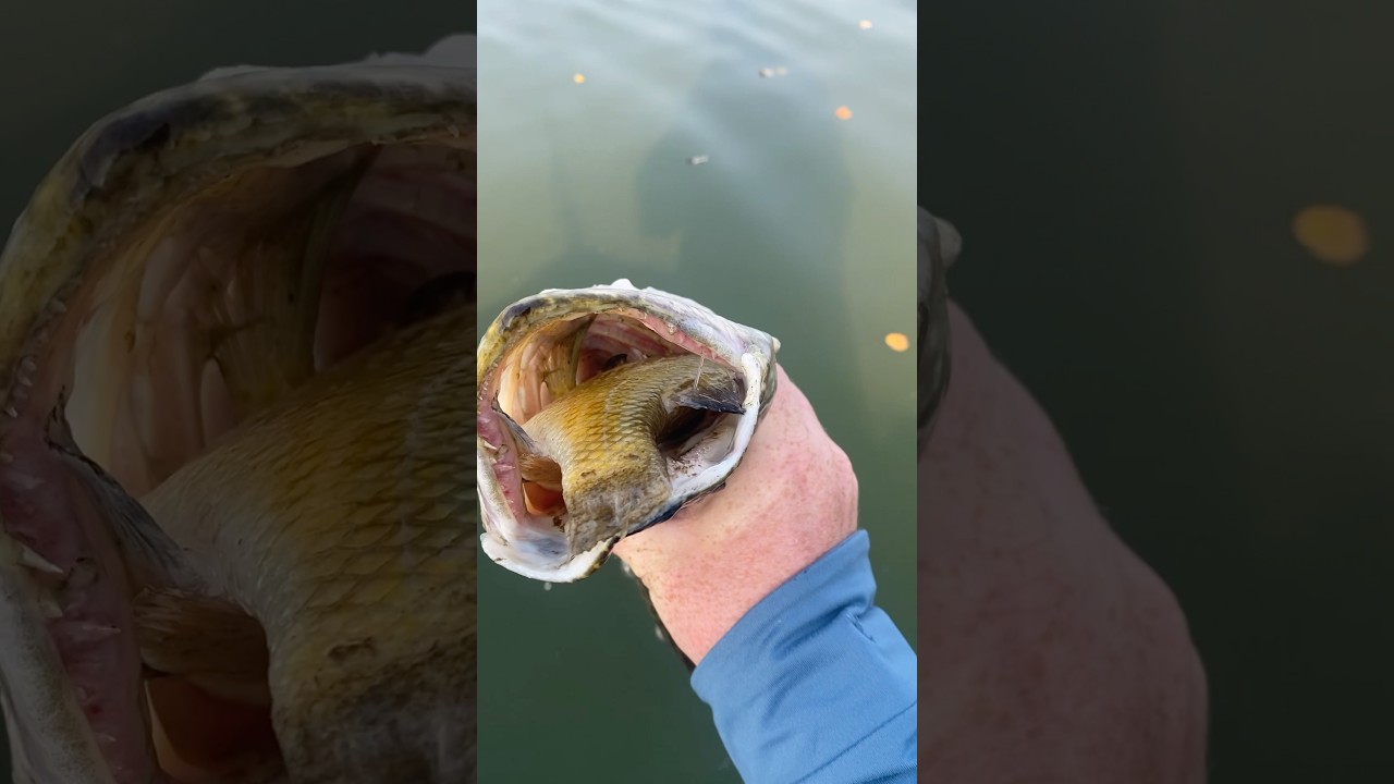 Northern tries to eat a sunfish 
