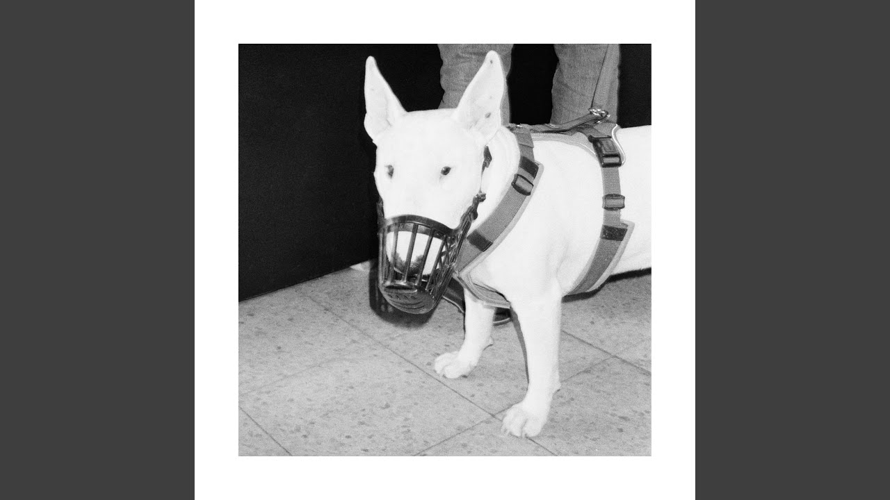 Guarda zwinger su YouTube Guarda zwinger su YouTube