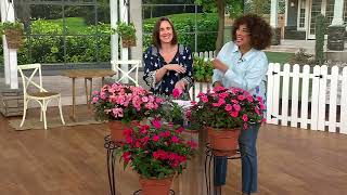 Cottage Farms 3Pc Pink a la Mode SunPatiens Collection w/ Fertilizer on QVC