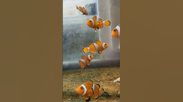 Cá Hề Nemo.#thuysinh #canemo #findingnemo #aquarium