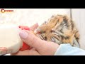 Хищные ясли Сказки! Львята, тигрята и другие малыши. Тайган. Lion & tigers cubs & other cubs. Taigan