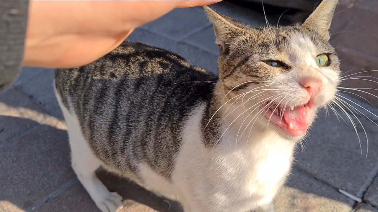 Image result for Poor hungry pregnant cat meows constantly to get some food. - YouTube
