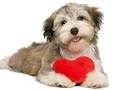 Tommy Vale You Can Be My Valentine