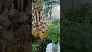 how to grow 🧄 garlic 🧄 garlic home farming pk 786