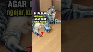 Agar Sangat Lincah,Kura Kura ini Dipasangi skateboard