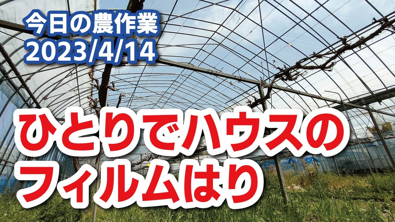 【本日の農作業】ひとりでやる パイプハウスのビニールの貼り方 POフィルムをはってみました。