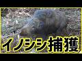 【狩猟】イノシシくくり罠猟！捕獲に成功【狩女子】Will a big fish actually be caught?! Wild boar trapping
