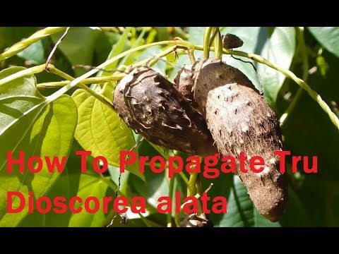 Video: Genetisk Mångfald Och Befolkningsstruktur För Trifoliat Yam (Dioscorea Dumetorum Kunth) I Kamerun Avslöjad Genom Genotyping-by-sequencing (GBS)