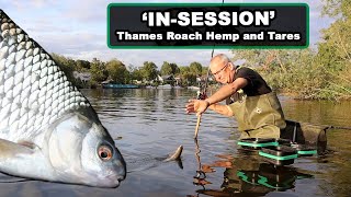 Thames roach on hemp and tares