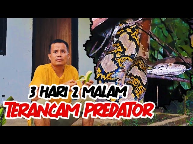 @FfrensTV | TERANCAM PREDATOR BERBAHAYA?! 3 HARI 2 MALAM KESEHARIAN DI ROMPOK WIRTA KUNIL KUNIL class=