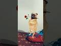 Cat And Puppy рџђѕрџђ рџђ Dance Performance Cat And Puppy рџђѕрџђ рџђ Dance Performance