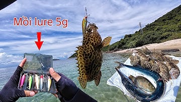 Câu cá Mú cọp ven bờ bằng mồi lure 5g cực kỳ hiệu quả