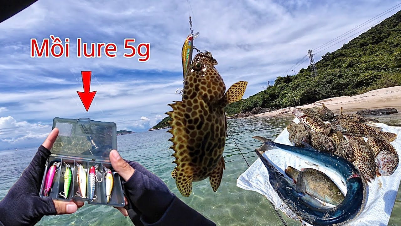 Câu cá Mú cọp ven bờ bằng mồi lure 5g cực kỳ hiệu quả