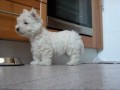 Westie puppy Lupi & Blacky