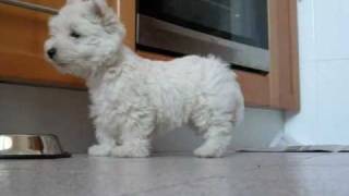 Westie puppy Lupi & Blacky