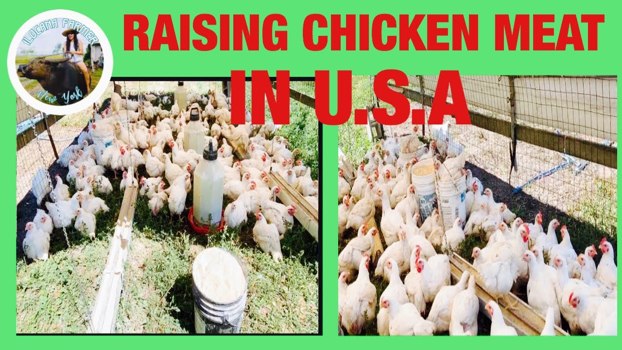 Raising Chicken in USA YouTube