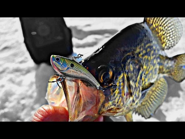 Icing Big Crappies on a Slab Rap Ice Fishing 2016-17 