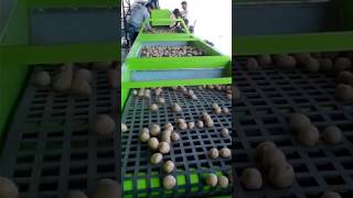 Mobile Potato grader