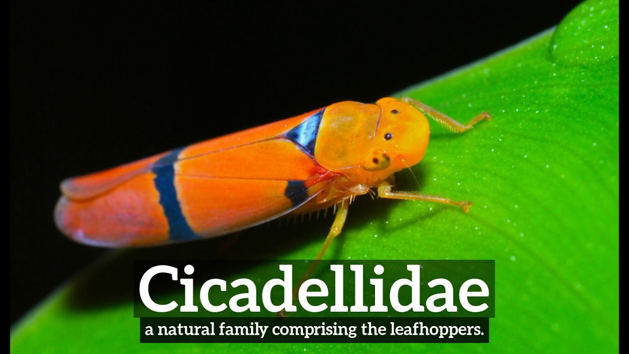 How to Say Cicadellidae in English? | How Does Cicadellidae Look? | What is Cicadellidae?
