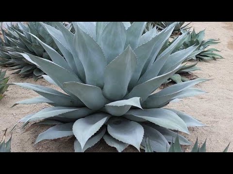 Vídeo: Agave pode crescer na sombra?