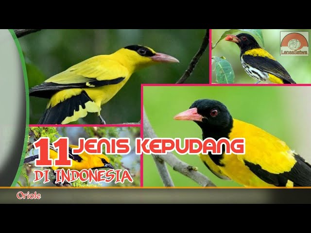 KEPODANG // 11 JENIS KEPODANG DILINDUNGI DI INDONESIA. class=