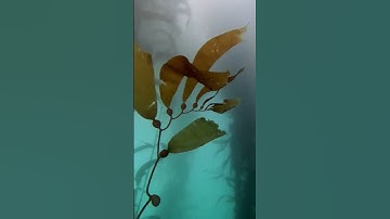 Kelp forest perfection #scuba #underwaterworld