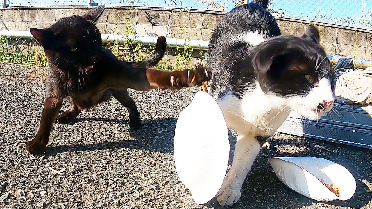 死ぬか生きるかの野良猫たちの食事 近くの野良猫の群れに馴染めなかった孤立した猫たちの餌場でカルカン Kalkan とカリカリを給餌したら喧嘩しまくり 感動猫動画 Asmr Youtube