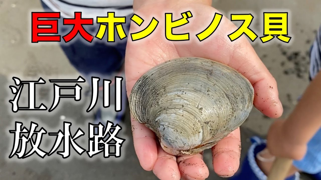 探せ！巨大ホンビノス貝・５月の江戸川放水路で潮干狩り