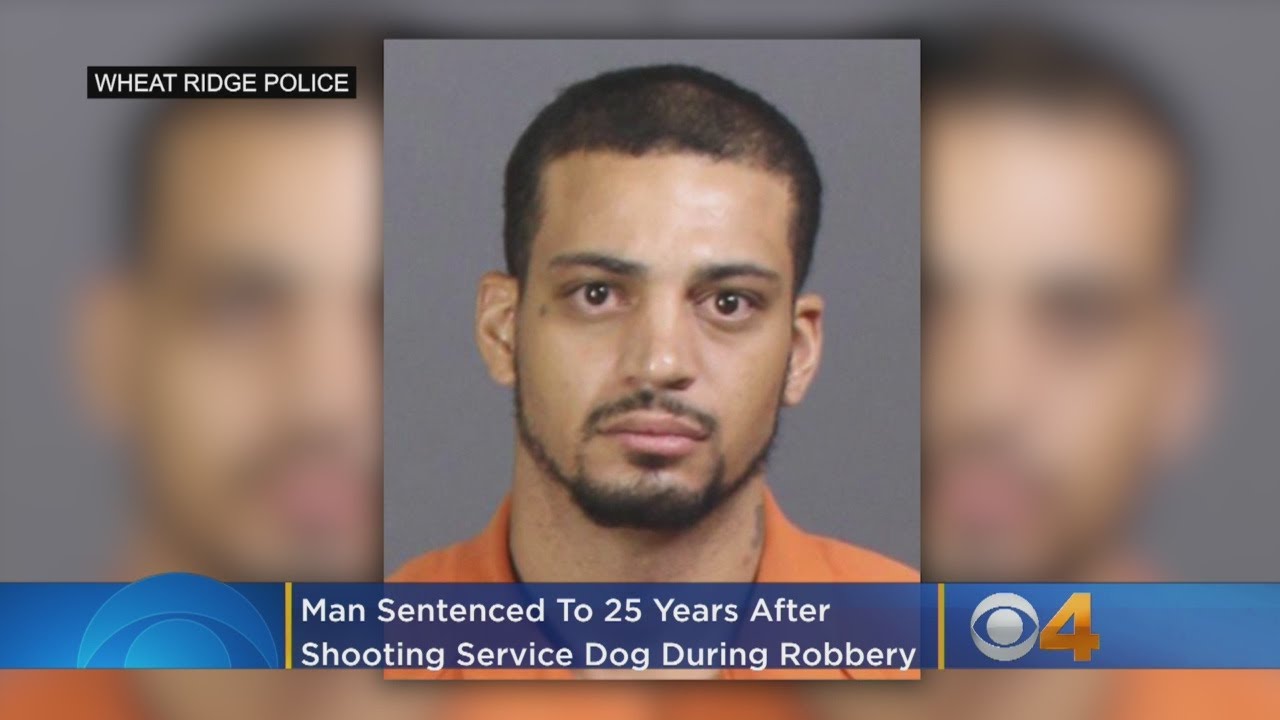 Man Sentenced To 25 Years After Shooting Service Dog During Robbery ...