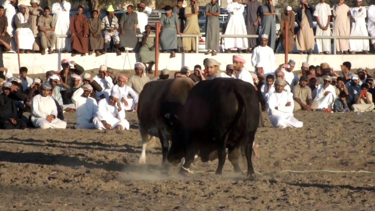 نار الجماهير لـ الجبل    عدسة الفجر
