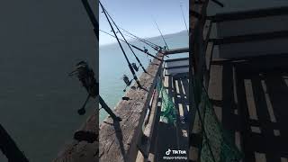 The most crowded Halibut fishing pier in the SF Bay!