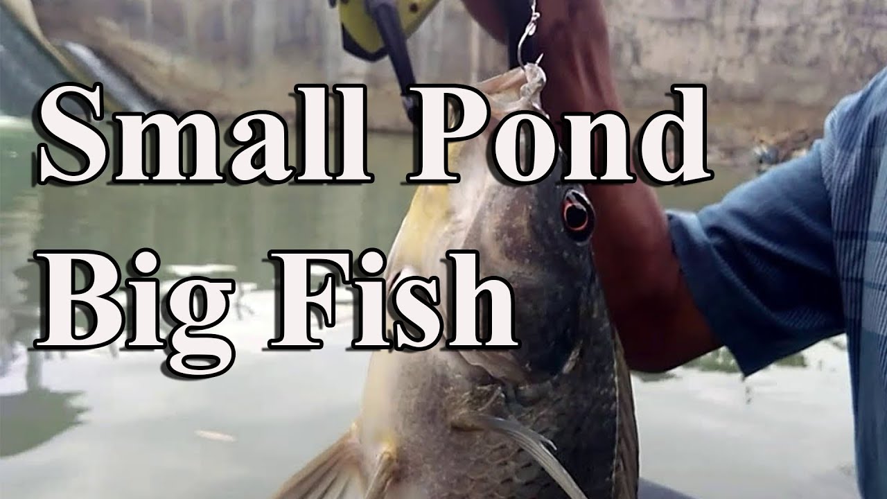 Small Pond Big Fish YouTube