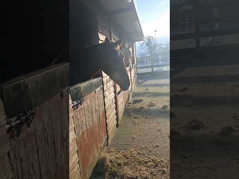 Beautiful horses breath