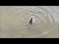 Mallard Duck Diving Under Water