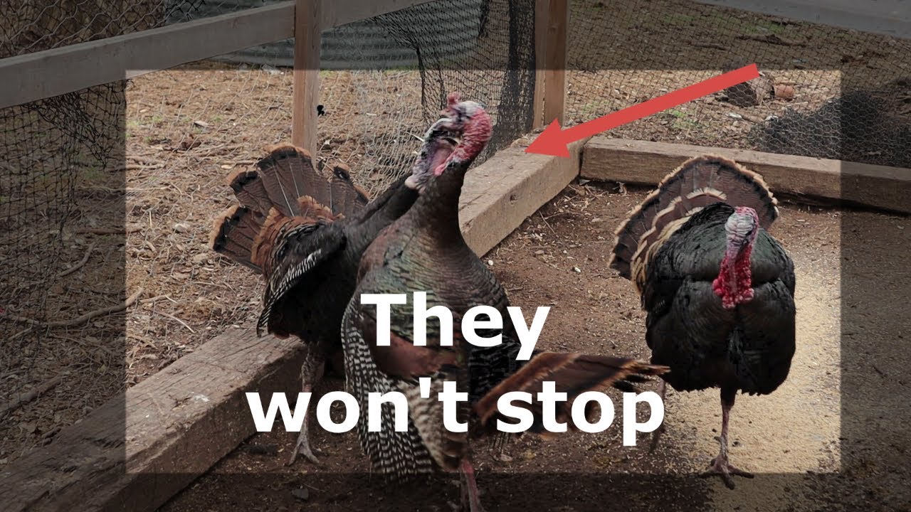 Wild Turkey fight over dominance! YouTube
