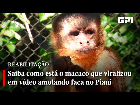 Saiba como está o macaco que viralizou em vídeo amolando faca no Piauí