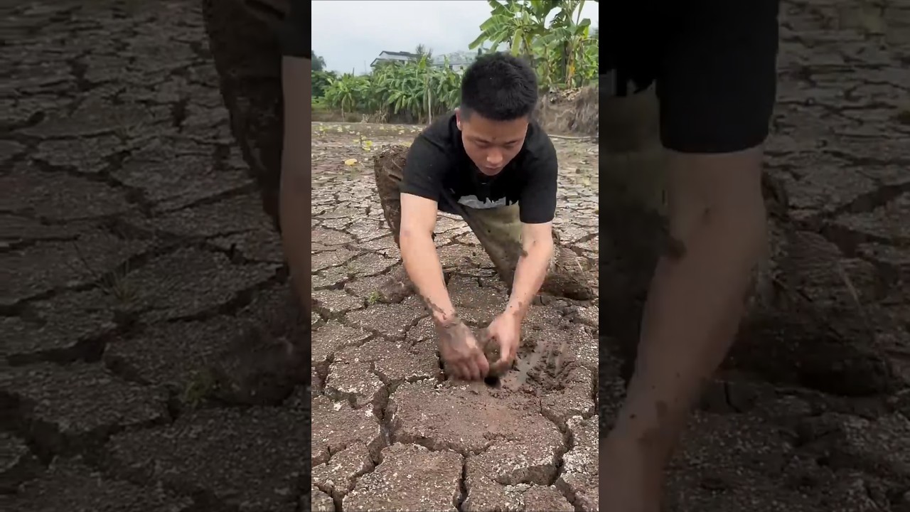 Big eel fishing 🎣 eel fish trap, outdoor mud fishing eel, hand catching eel fish