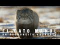 EL MANUL | Un gato pachoncito muy serio | mini documental