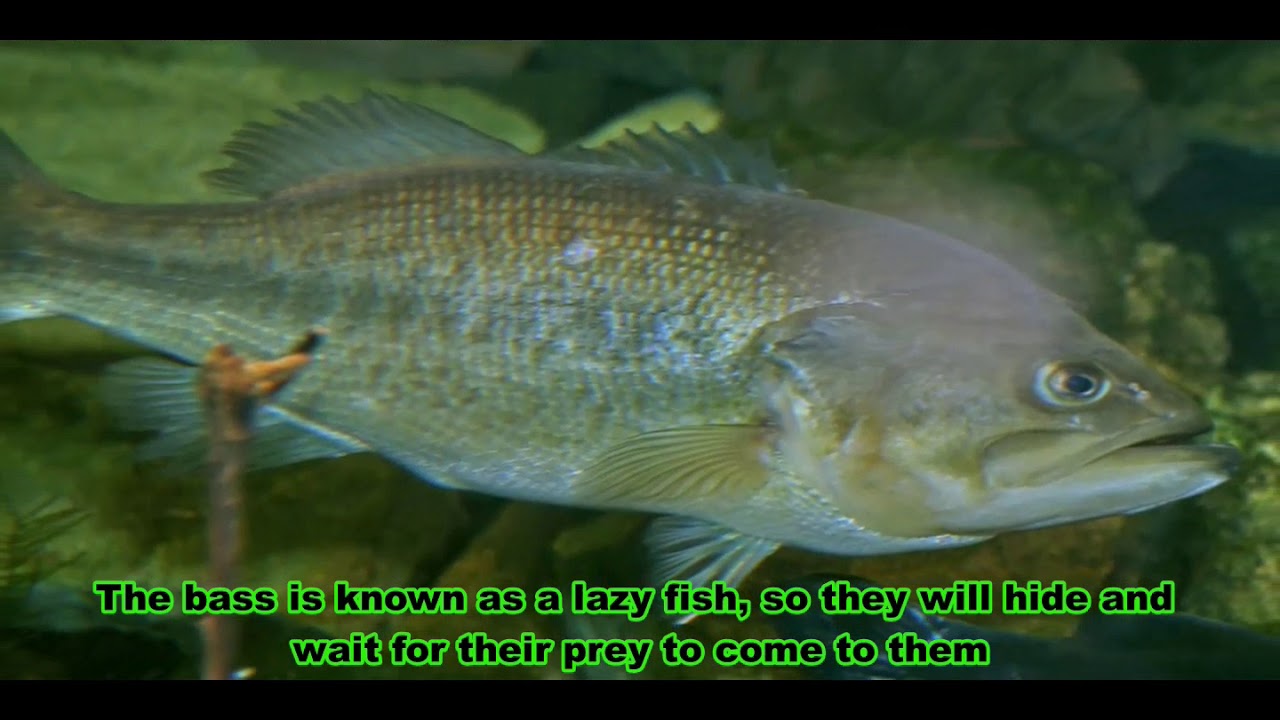 IMPORTANT INFORMATION ABOUT BASS FISH!!!! YouTube