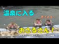 温泉に入る　おさるさん！北海道函館市熱帯植物園　　#北海道 #函館 #おさるさん #猿 #温泉に入る猿