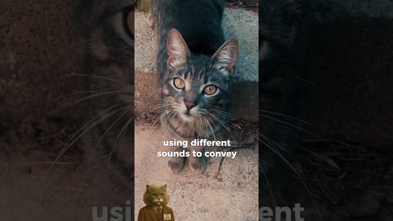 Why Do Cats Meow at Humans But Not Each Other?