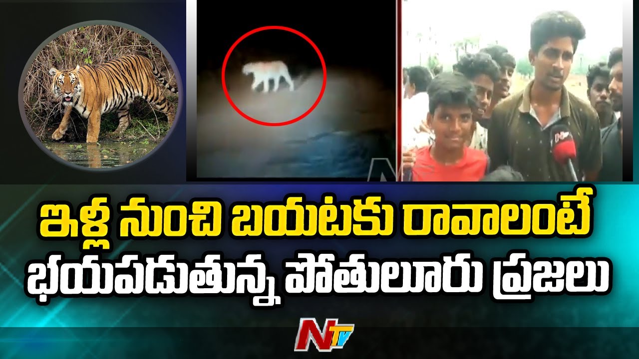 Tiger Hulchul in Prathipadu Mandal | Locals Face to Face | Ntv