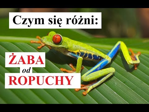 Wideo: Różnica Między żabą A Ropuchą