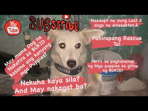 Video: Ang Dating Empleyado Ng Pet Shop Ay Naaresto Para Sa Dumping Dose-dosenang Mga Lawas Ng Aso