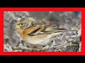 Brambling Song! Brambling Call! Brambling Sound! - Pinzón Real Canto - Fringilla Montifringilla