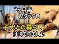 【子犬との暮らし】我が家での生活がはじまりました/ いきなりの病院通い