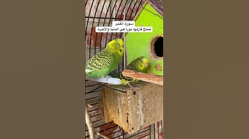 #سورة_الفجر #قرآن فضل السورة في مربع التعليقات #طيور #البادجي #quran #birds #budgies #lovebirds #us