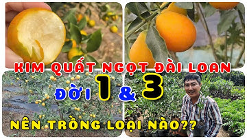 Kim quất ngọt Đài Loan đời 1&3 nên trồng loại nào?|0386569374-Ngọc Ngân Bến Tre|Chuyên cây độc lạ
