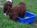 spanish water dog/perro de agua espanol/španělský vodní pes の動画、YouTube動画。