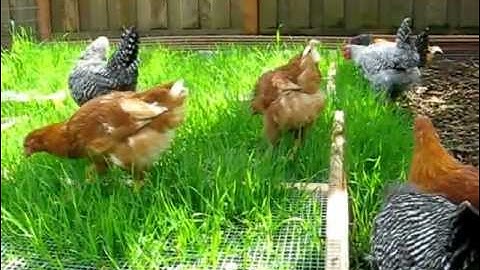 Grazing Frames for Backyard Chickens -- Free Plans at TheGardenCoop.com
